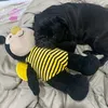 ro_noronha