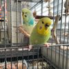 bubblenutsquad