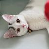 furrbabyfinds