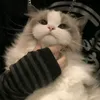 _chizntopik_