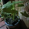 armanagdan