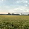 trainhanong2k