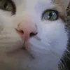 miasimba