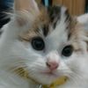 tiwuk.offici