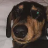 anguls1