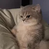 z_m12.0