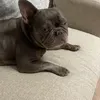 emilie_woof11