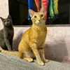 thecatbrothers_mick.ron