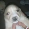 _palabra.de.rata_