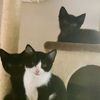 kittyfairytales5