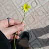 cherrymary01