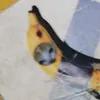enzodiazdev