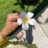 rosesdiary03