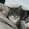 ilikecats175