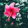 shenu0913