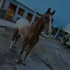 dani_urcowgurl