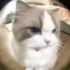 btdiemquynh