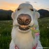 mo_jina2