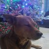 grayham_the_dog