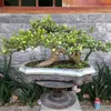 locphambonsai.pm