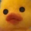 duckingshyt