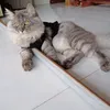 0meocoten0
