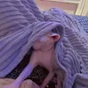 meowt2504