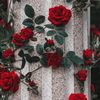 arzu05858