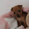 maggie.pinscher