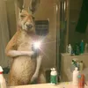 _albert23_