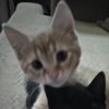 www.tiktok.com.elodyy
