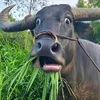 tiktok217624_