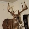 jeromebrown749