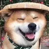 petstations