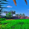 rashed_9ll