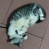meomeobongbong23