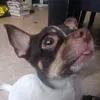dogthatcrashescars