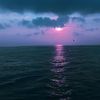salmaqpl783