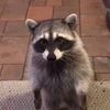 that_1_racoon