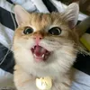 noshqto