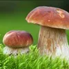 prawdziwek1231