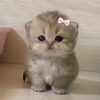 ..glubby