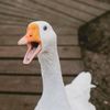 i.love.mallard.ducks