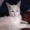 achilelechat