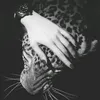 nn_rr87