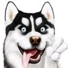 funnypet0807
