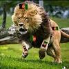 abidkhanabid554
