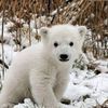 hornetpuppy