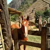 ricardocardosodas5