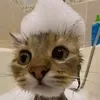 giahanxihgai_